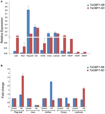 Wheat ocs-Element Binding Factor 1 Enhances Thermotolerance by Modulating the Heat Stress Response Pathway